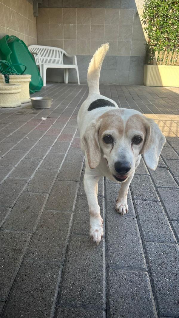 BALOO MINI BEAGLE Foto 8